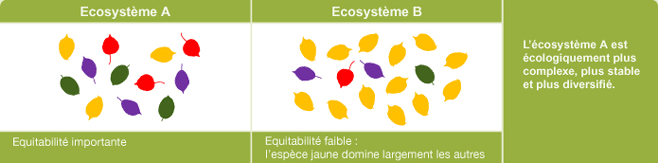 Importance de l’équitabilité pour l’évaluation de la diversité spécifique d’un écosystème